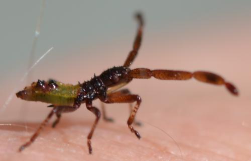 Gonocerus acuteangulatus